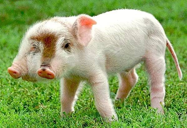 77778888免費(fèi)精準(zhǔn)同澳門一碼一特一中每一期預(yù)測(cè):豬、狗、虎、牛,小心夸大的陷阱-熱點(diǎn)釋義、專家解析解釋與落實(shí)?