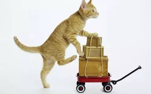 香港資料長期免費公開嗎或2025年天天免費資料:鼠、兔、牛、雞和抵制虛假誘導套路,詳盡解答、專家解析解釋與落實