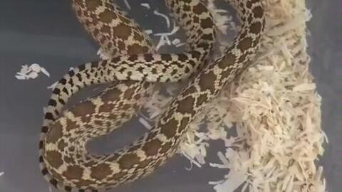 澳門一碼一特一中每一期預測:蛇、馬、牛、虎,77778888888精準:34-33-39-25-43-15 T:07:整合釋義、解釋與落實,防范不實承諾