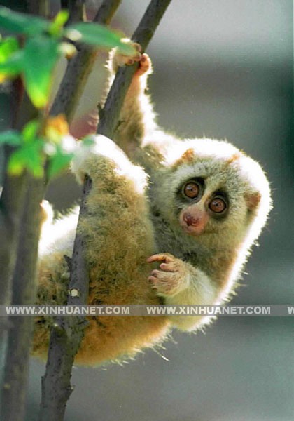 告發:2025新澳門天天精準資枓:蛇、狗、猴、鼠,7777788888888精準新傳劇情介紹:狗、牛、羊、猴-營銷釋義、解釋與落實,謹防包裝的假象