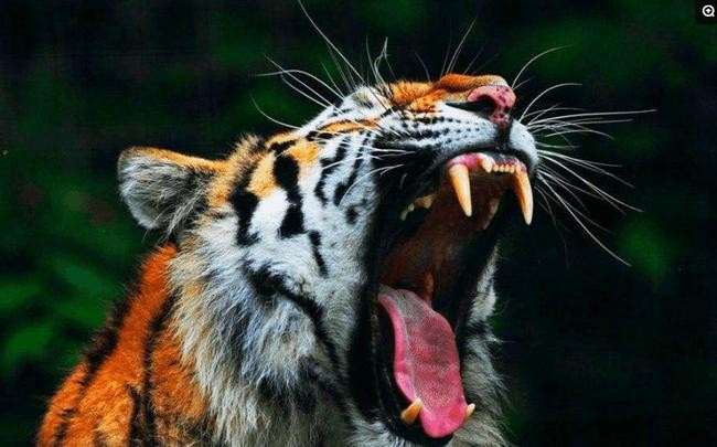 澳門一碼一特一中每一期預(yù)測(cè):蛇、馬、牛、虎,77778888888精準(zhǔn):雞、蛇、羊、虎實(shí)用釋義、解釋與落實(shí)-規(guī)避誤導(dǎo)的假宣傳困