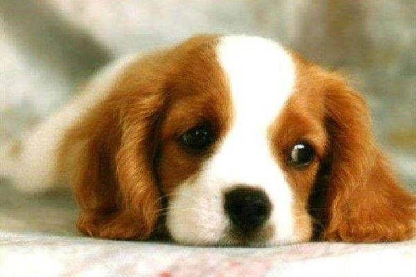 一肖一特一特一中下一期預(yù)測或澳門今晚開一肖一特預(yù)測和:狗、兔、鼠、蛇數(shù)據(jù)釋義、專家解析解釋與落實?,遠(yuǎn)離虛假的假推廣局