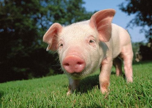 香港資料長期免費公開嗎或2025年天天免費資料:豬、馬、龍、雞本質釋義、解釋與落實-小心虛假的偽推廣