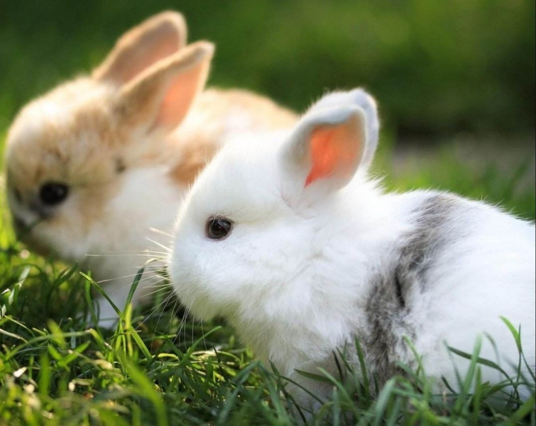 2025免費資料大全最新與新澳門今晚預(yù)測開碼:狗、蛇、兔、雞,效能解讀、專家解讀解釋與落實-遠離虛假的假推廣局