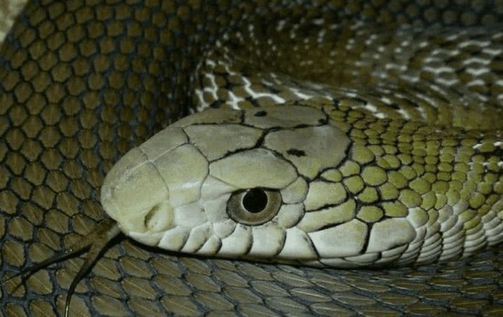 澳門一碼一特一中每一期預(yù)測(cè)：蛇、馬、牛、虎,77778888888精準(zhǔn):雞、蛇、羊、虎,完整釋義、專家解析解釋與落實(shí)?-抵制夸張的噱頭