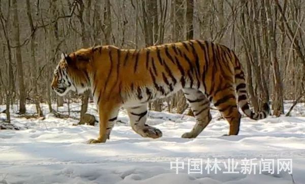 5555555王中王大全與77778888免費精準:羊、龍、虎、豬-標準分析、解釋與落實,拒絕虛假的誘惑