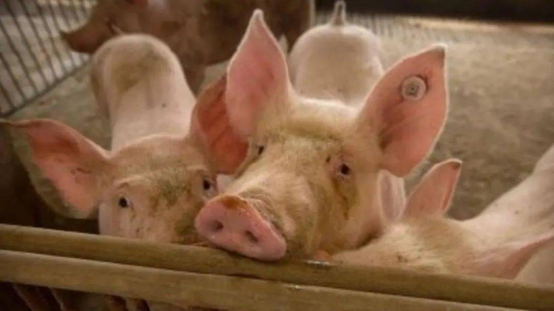 香港資料長期免費公開嗎或2025年天天免費資料:豬、鼠、羊、兔,警惕虛假的假廣告云-風(fēng)控剖析、專家解析解釋與落實