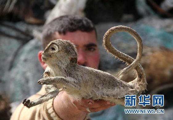 2025新澳門天天精準(zhǔn)資枓：蛇、狗、猴、鼠,7777788888888精準(zhǔn)新傳劇情介紹,遠(yuǎn)離虛假的假推廣局-安全解答、解釋與落實(shí)