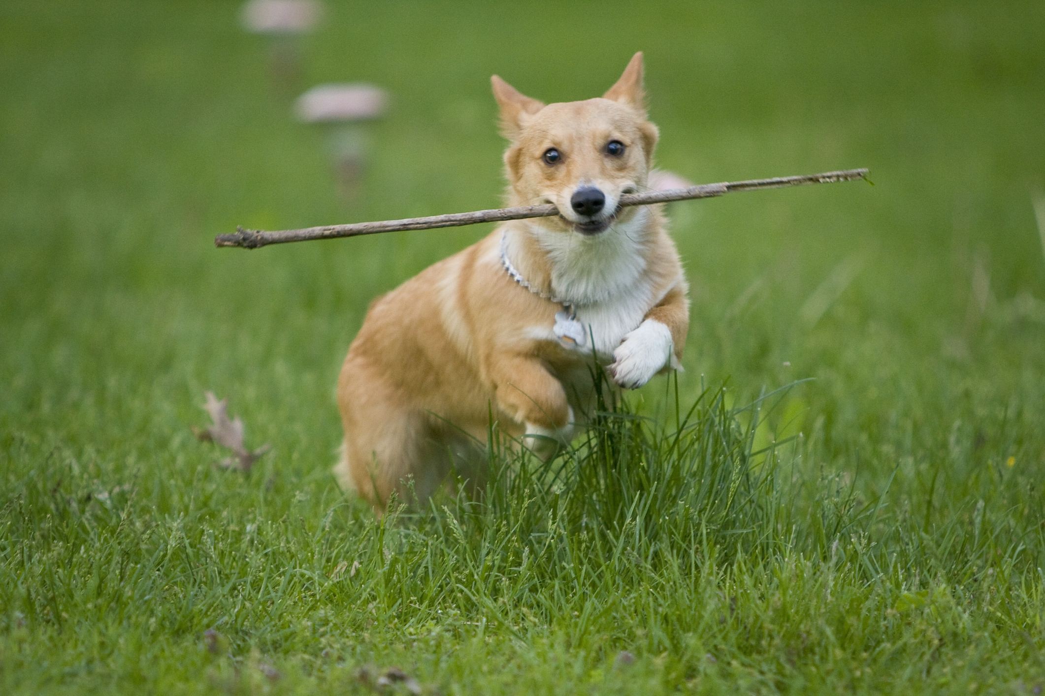 2025新澳門天天精準資枓:蛇、狗、猴、鼠,7777788888888精準新傳劇情介紹,遠離虛假的假推廣局-安全解答、解釋與落實