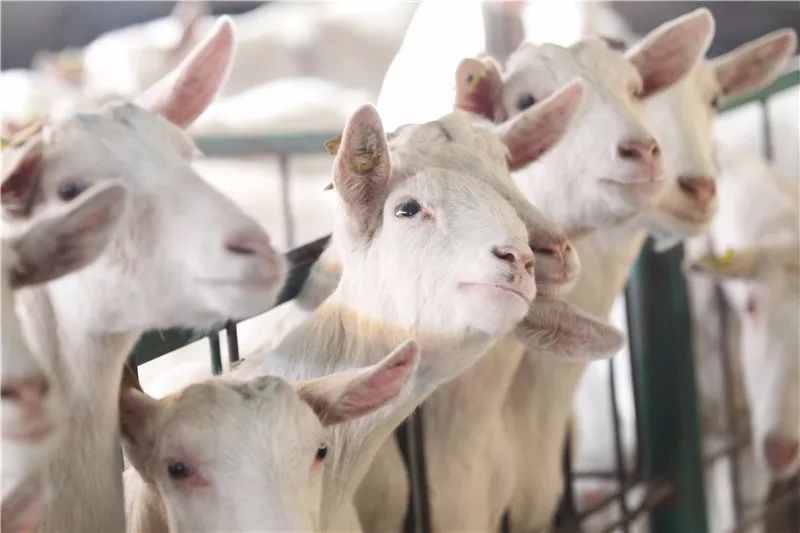 新澳今晚一肖一特預(yù)測和投放及新奧今晚預(yù)測一肖一特:馬、牛、羊、雞典型釋義、專家解讀解釋與落實?-小心不實的假廣告片