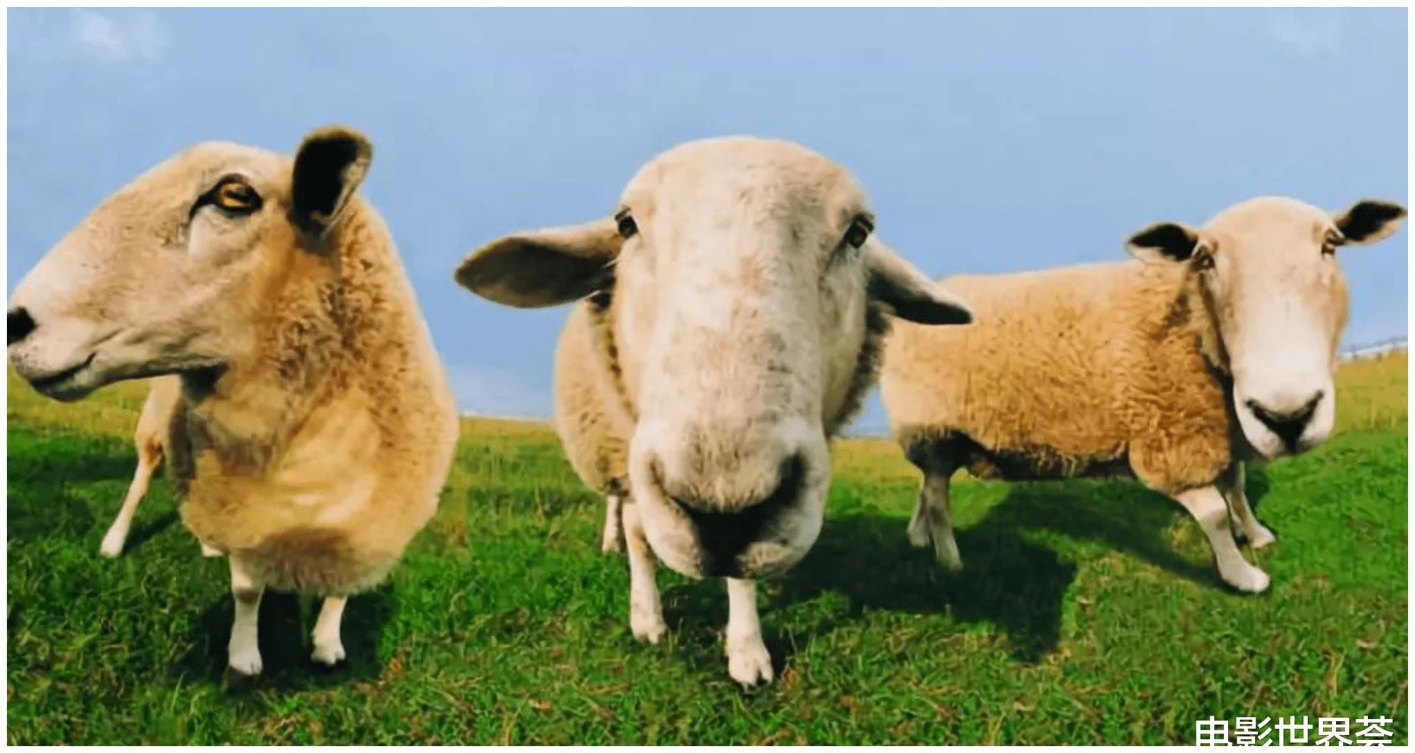 新澳今晚一肖一特預測和投放及新奧今晚預測一肖一特:馬、牛、羊、雞典型釋義、專家解讀解釋與落實?-小心不實的假廣告片