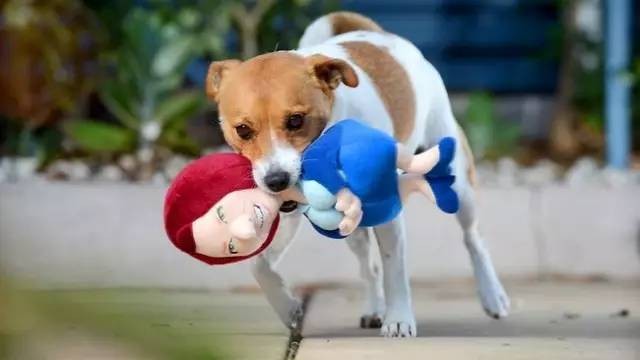 新澳今晚一肖一特預測和投放及新奧今晚預測一肖一特:龍、猴、狗、虎精準解讀、專家解讀解釋與落實,遠離虛假的假標榜語