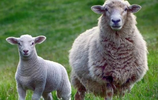 新澳今晚一肖一特預測和投放及新奧今晚預測一肖一特:雞、兔、羊、狗系統(tǒng)解答、專家解析解釋與落實?,拒絕迷惑噱頭陷阱